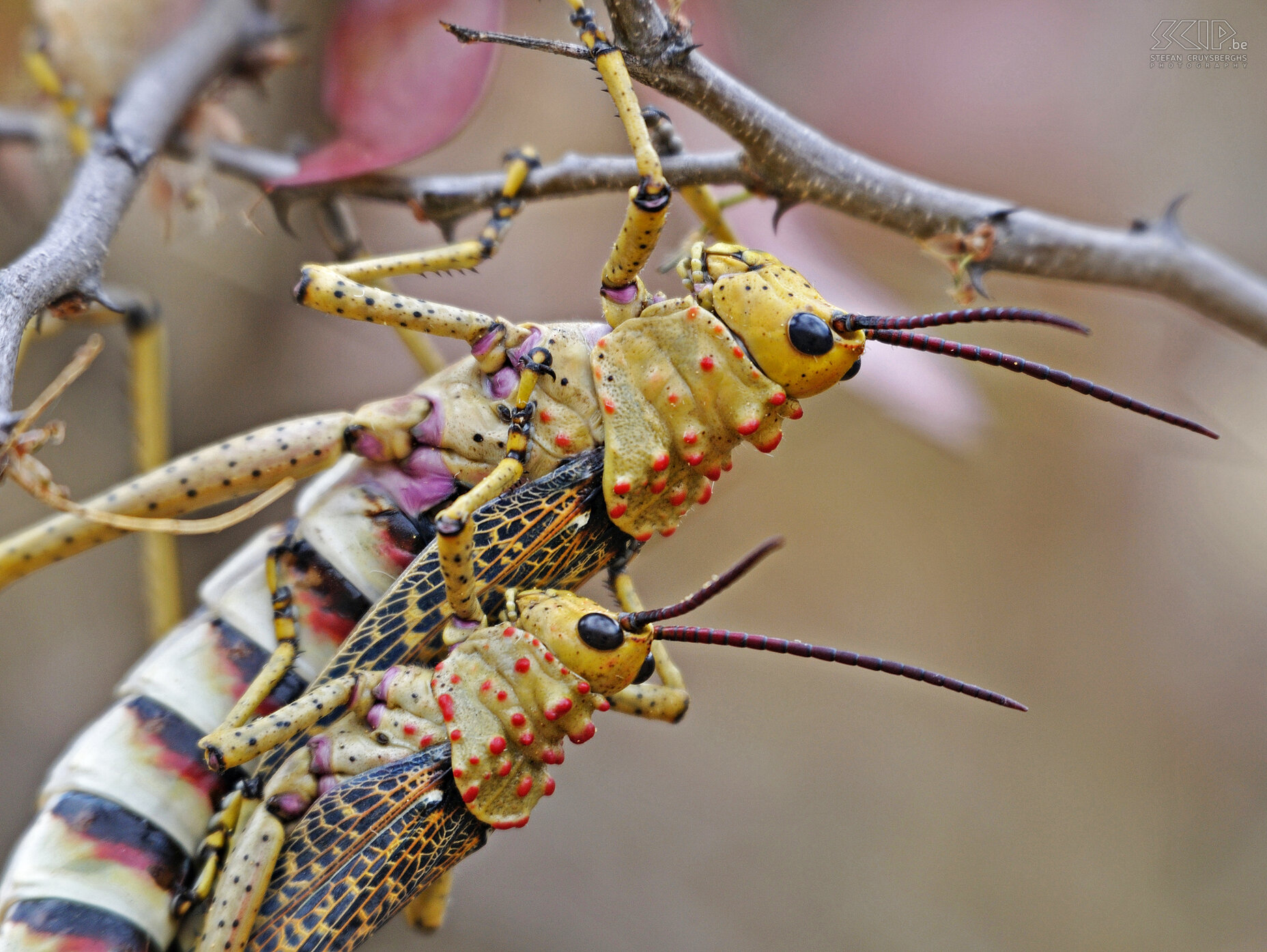 Daan Viljoen - Grasshoppers Daan Viljoen is a small national park nearby Windhoek where you can do safaris on foot. Stefan Cruysberghs